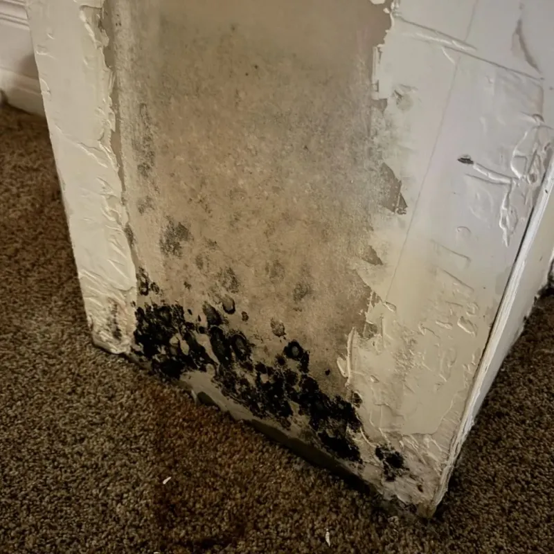 Professional Mold Removal in Covington County, AL